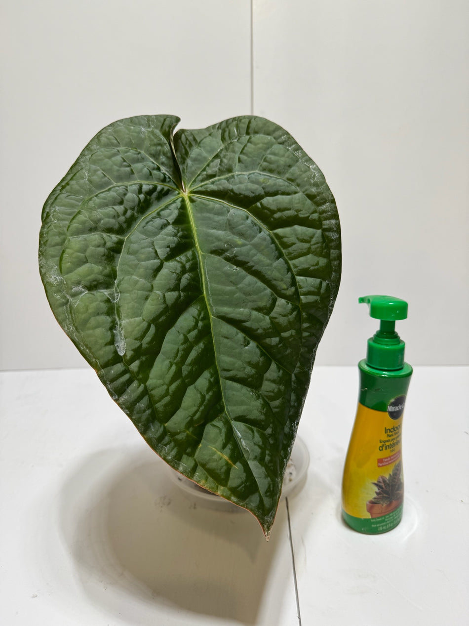 Anthurium Lux x Dark Crystallinum XL