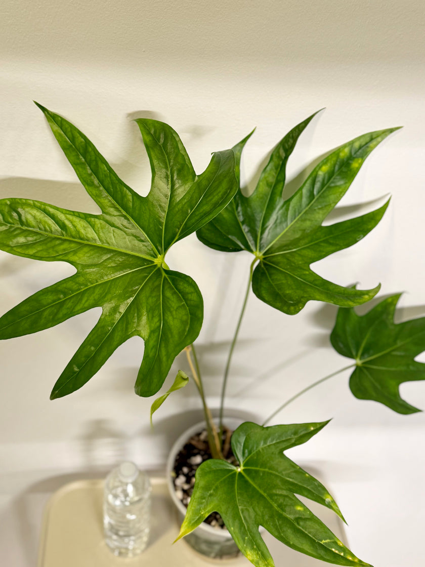 Anthurium Pedatoradiatum XL *Pick up& Local Delivey Only*