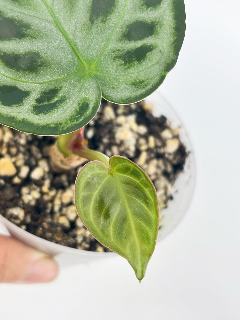 Anthurium Combo (Dorayaki silver &Lux self） @BC Warehouse l