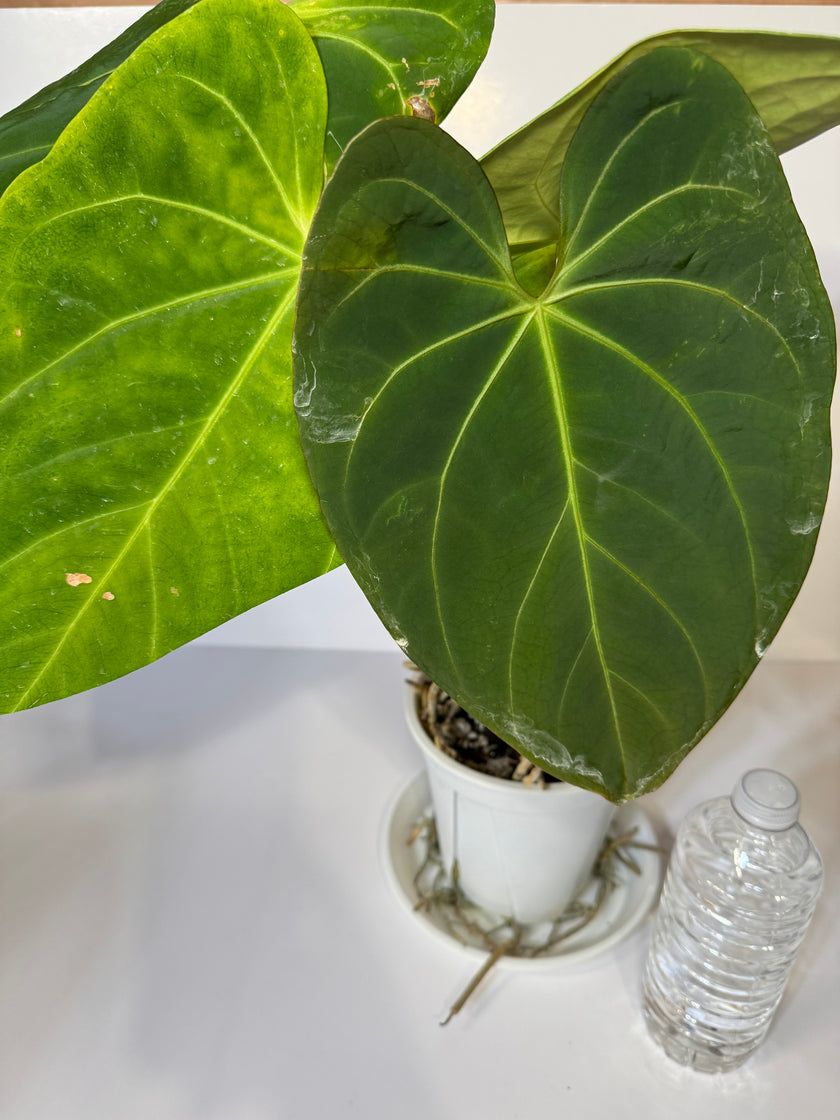 Anthurium Dark mama x Magnificum XXL *Pick up &GTA Local delivery Only*