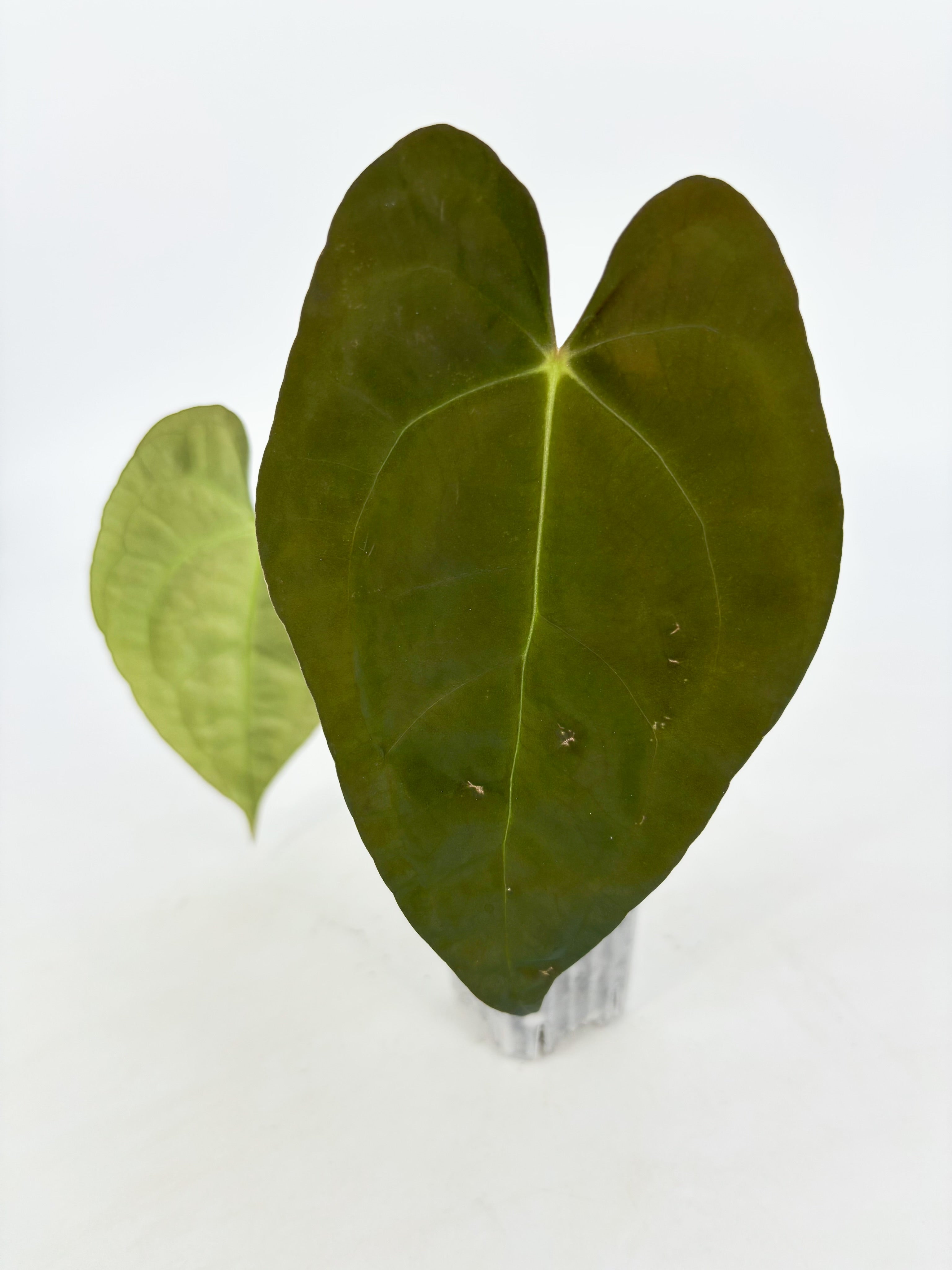 Anthurium Combo@BC Warehouse
