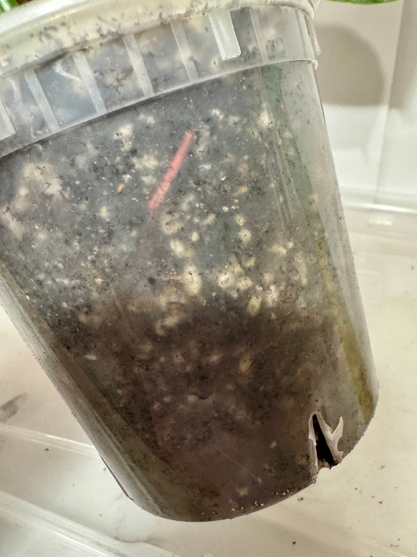 Philodendron Sodiroi