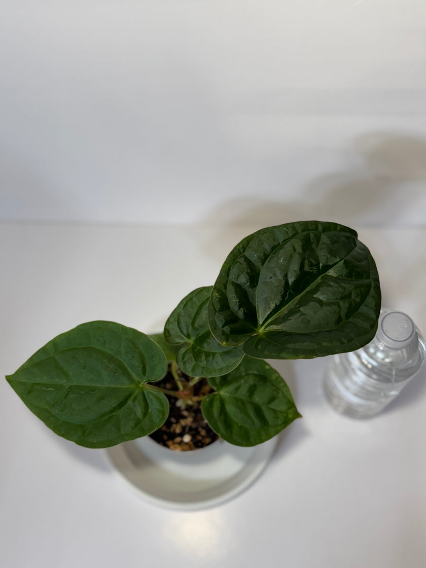 Anthurium Lux x Dark Crystallinum