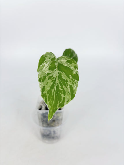 Monstera Bulbasaur@BC Warehouse