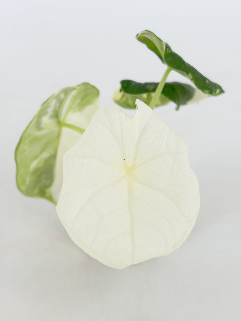 Alocasia Melo Albo@BC Warehouse
