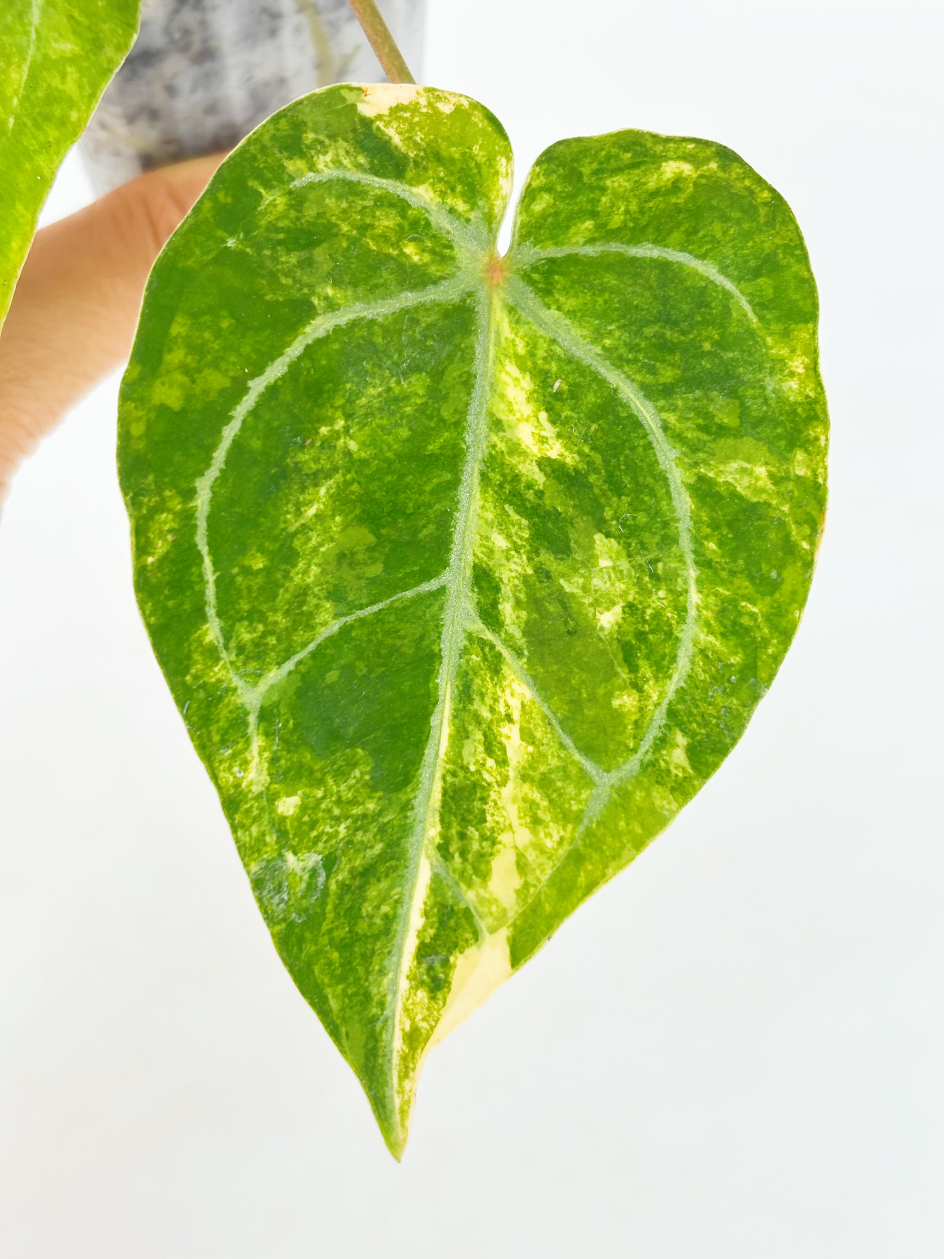 Anthurium Forgetii x Zara Michelle Variegated@BC Warehouse