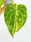 Anthurium Forgetii x Zara Michelle Variegated@BC Warehouse