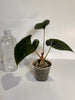 Anthurium Papi FS x RL x Luxurians *Multiples Available*