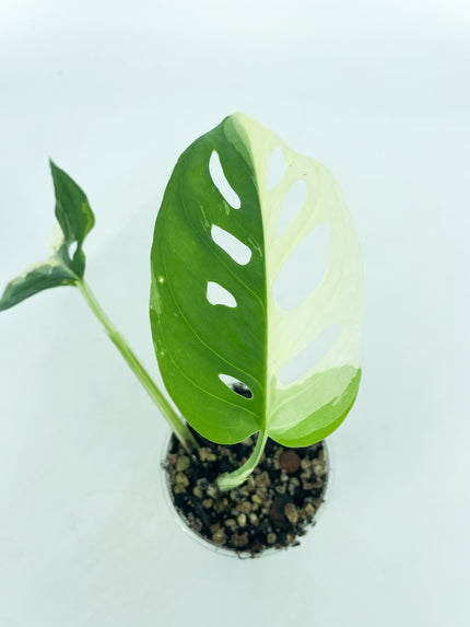 Monstera Adansonii Japanese Tricolor