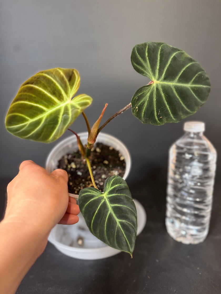 Philodendron Amazon Sunset