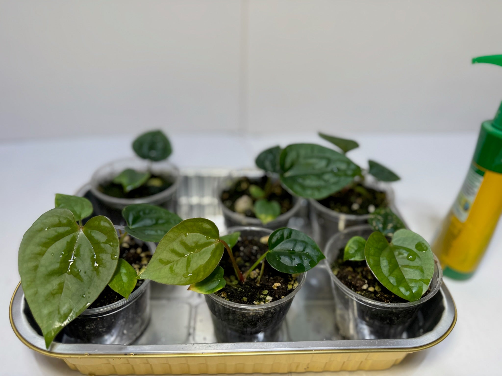 Anthurium Lux Self Seedling *Multiples Available Ramdom Selection* low chance of lux x forgetii
