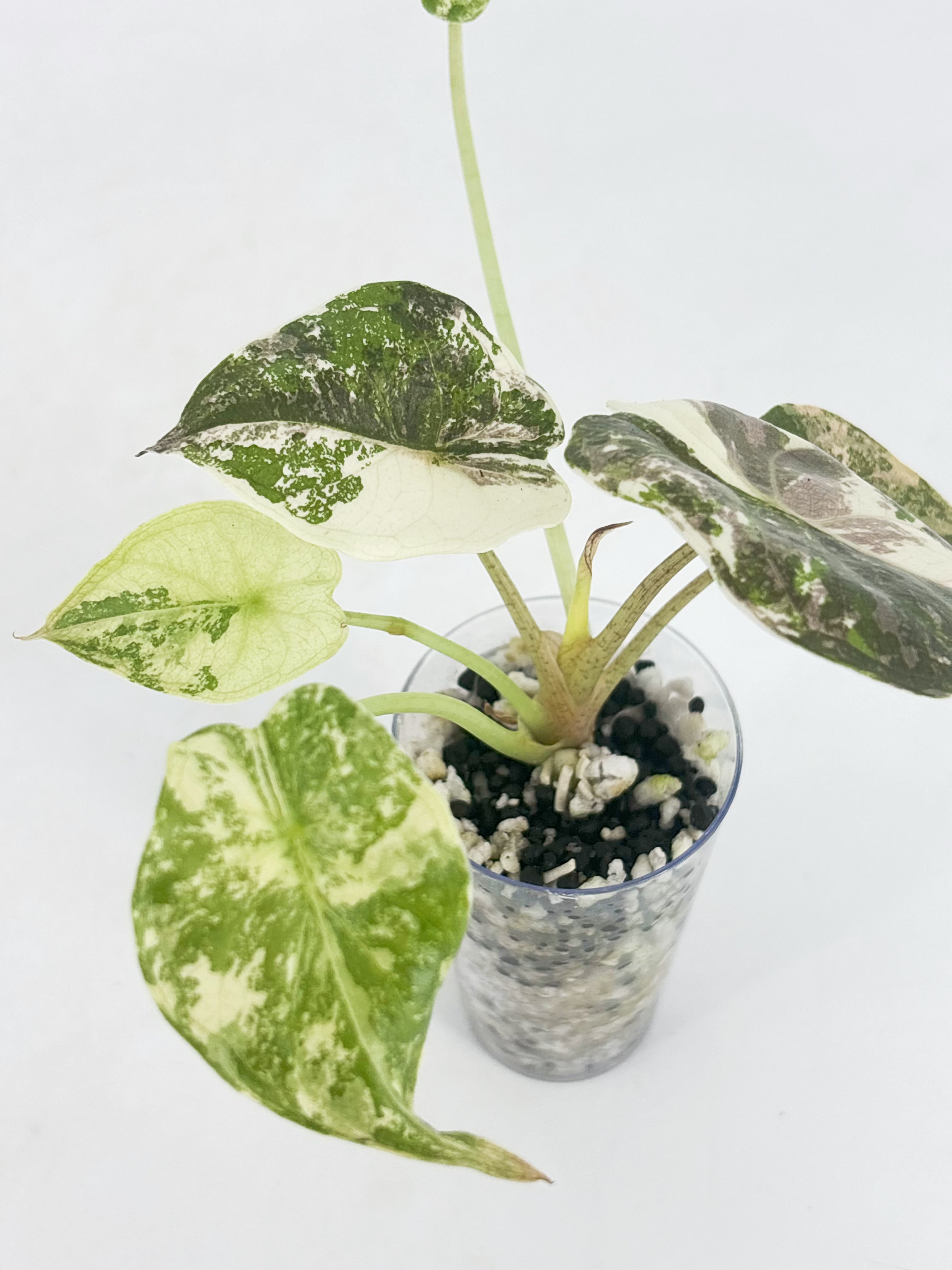 Alocasia Wentii Albo Pink@BC Warehouse