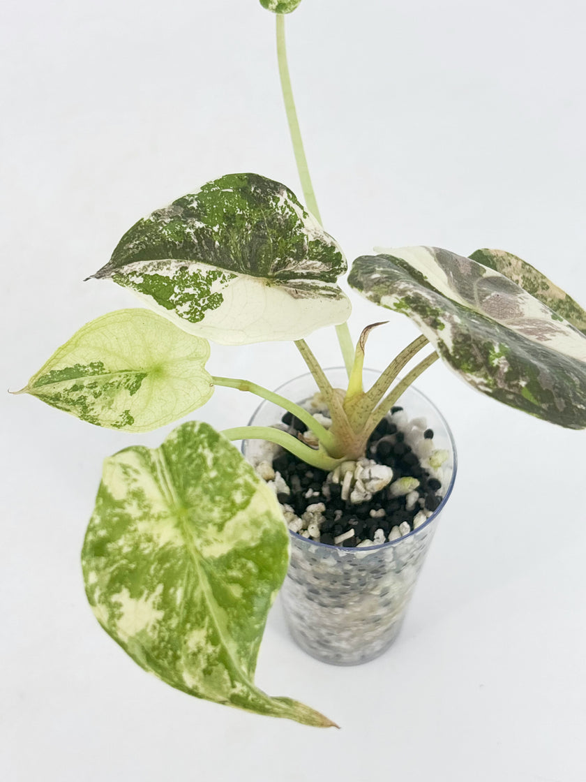 Alocasia Wentii Albo Pink@BC Warehouse