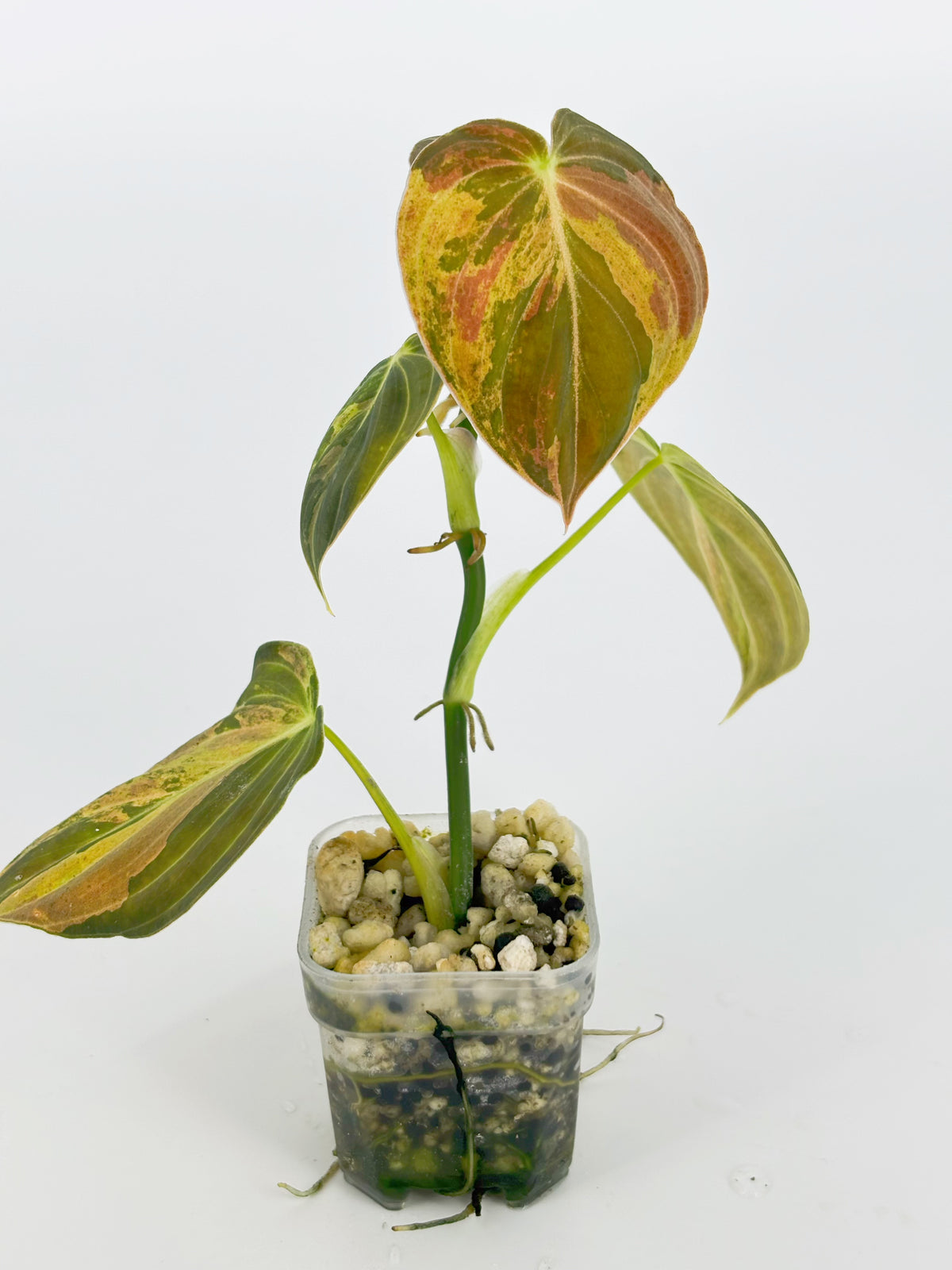 Philodendron Melanochrysum Var@BC Warehouse