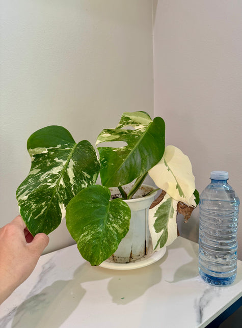 Monstera Albo -Japanese