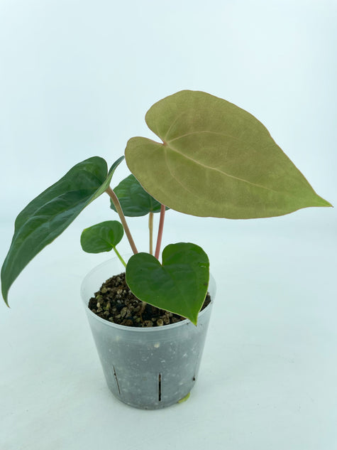 Anthurium Lux x Dar Crystallinum