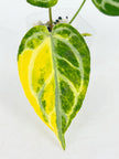 Anthurium Crystallinum Var@BC Warehouse