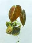 Philodendron Melanochrysum Variegated