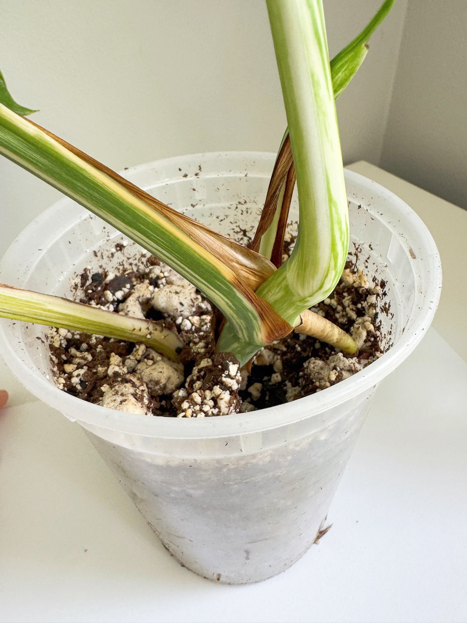 Monstera Albo -Japan *Pick up& GTA Delivery Only* @Markham Warehouse