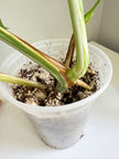 Monstera Albo -Japan *Pick up& GTA Delivery Only* @Markham Warehouse