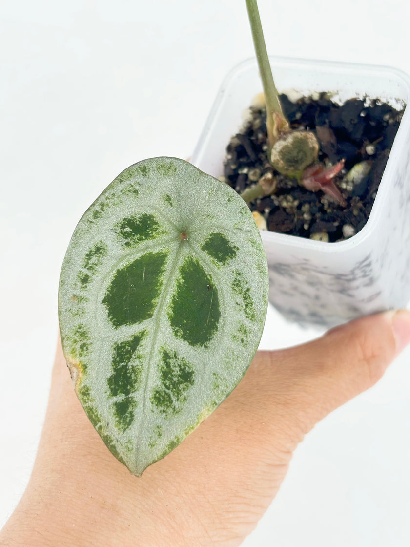 Anthurium Diamond Shield@BC Warehouse