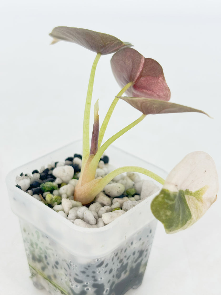 Alocasia Cuprea Pink Mint mix@BC Warehouse