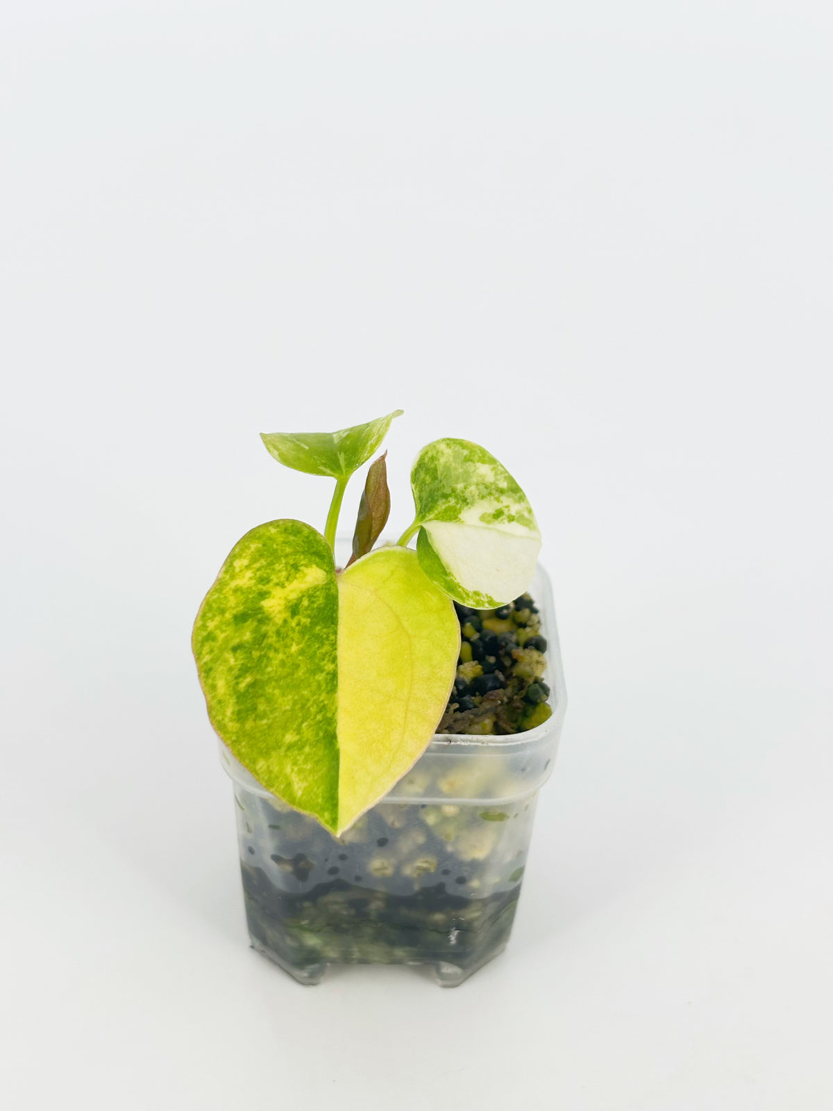 Variegated Anthurium (Crystallium x AOS) x (SKG Pink Lemonade x RC) @BC Warehouse