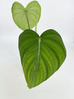 Philodendron McDowell XL @BC Warehouse *Pick Up Only*