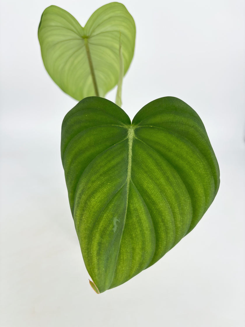 Philodendron McDowell XL @BC Warehouse *Pick Up Only*