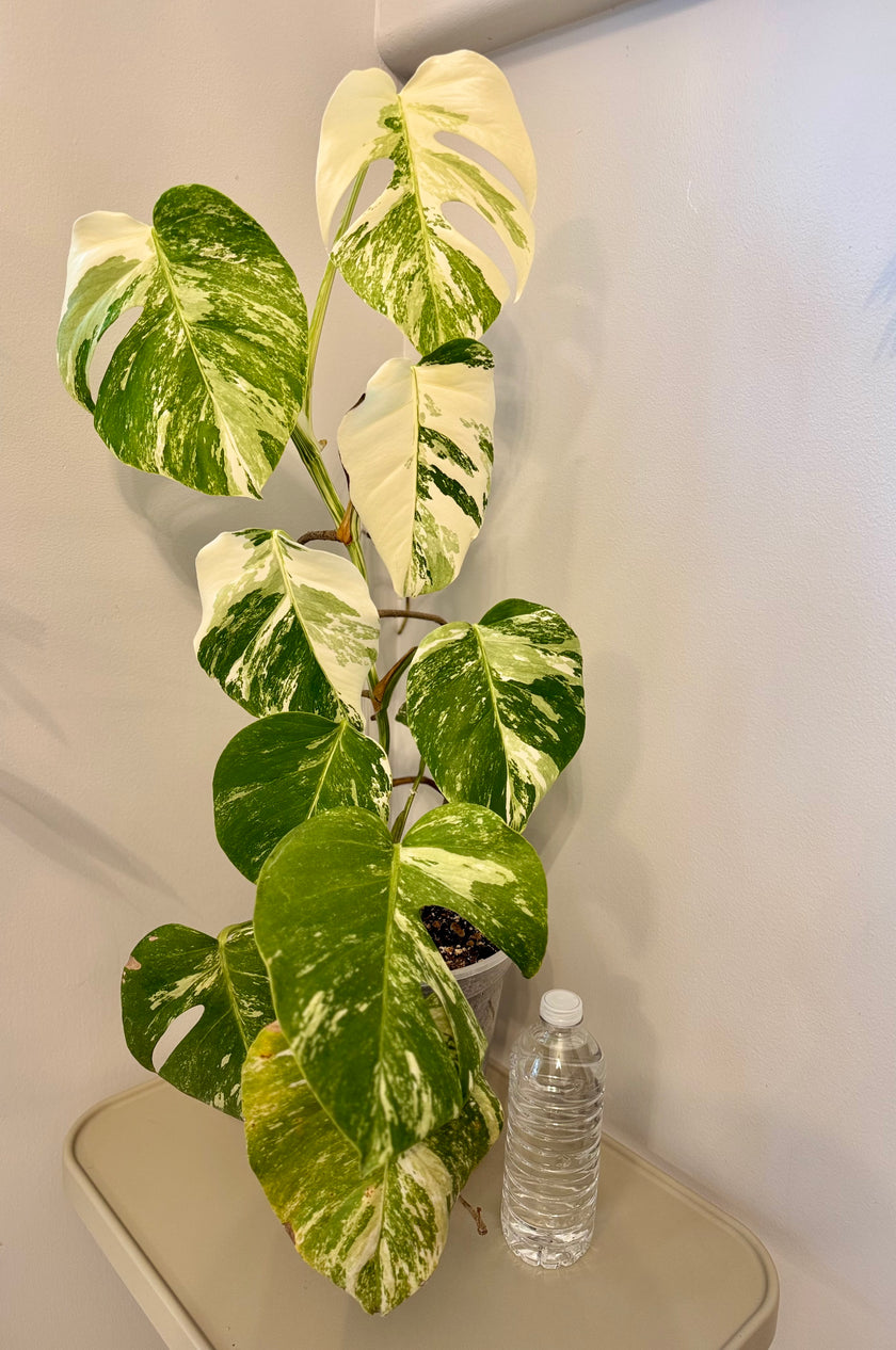 Monstera Albo *Pick Up& Local Delivery Only*