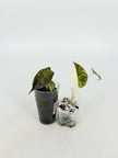 Alocasia Pink Combo@BC Warehouse