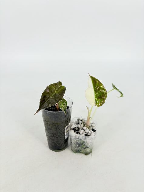 Alocasia Pink Combo@BC Warehouse