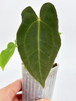 Anthurium Combo (papi fsrl x forgetii df & reverted Crystallinum var)@BC Warehouse
