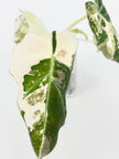 Alocasia Black Velvet Pink @BC Warehouse