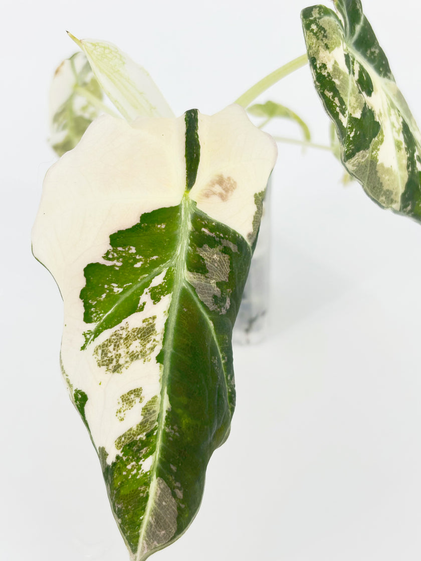 Alocasia Black Velvet Pink @BC Warehouse