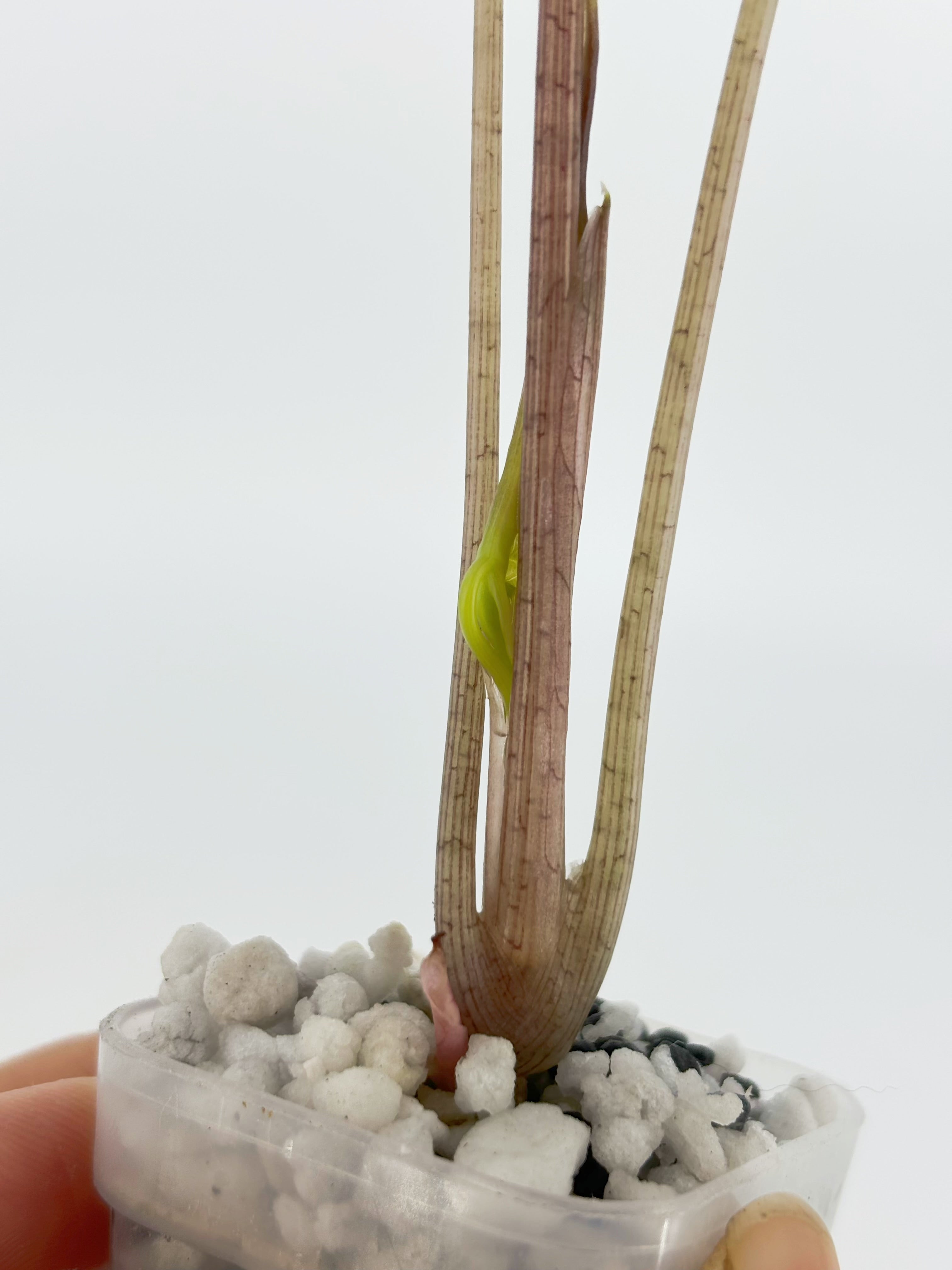 Alocasia Nobilis Pink K form@BC Warehouse