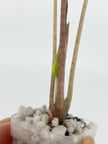 Alocasia Nobilis Pink K form@BC Warehouse