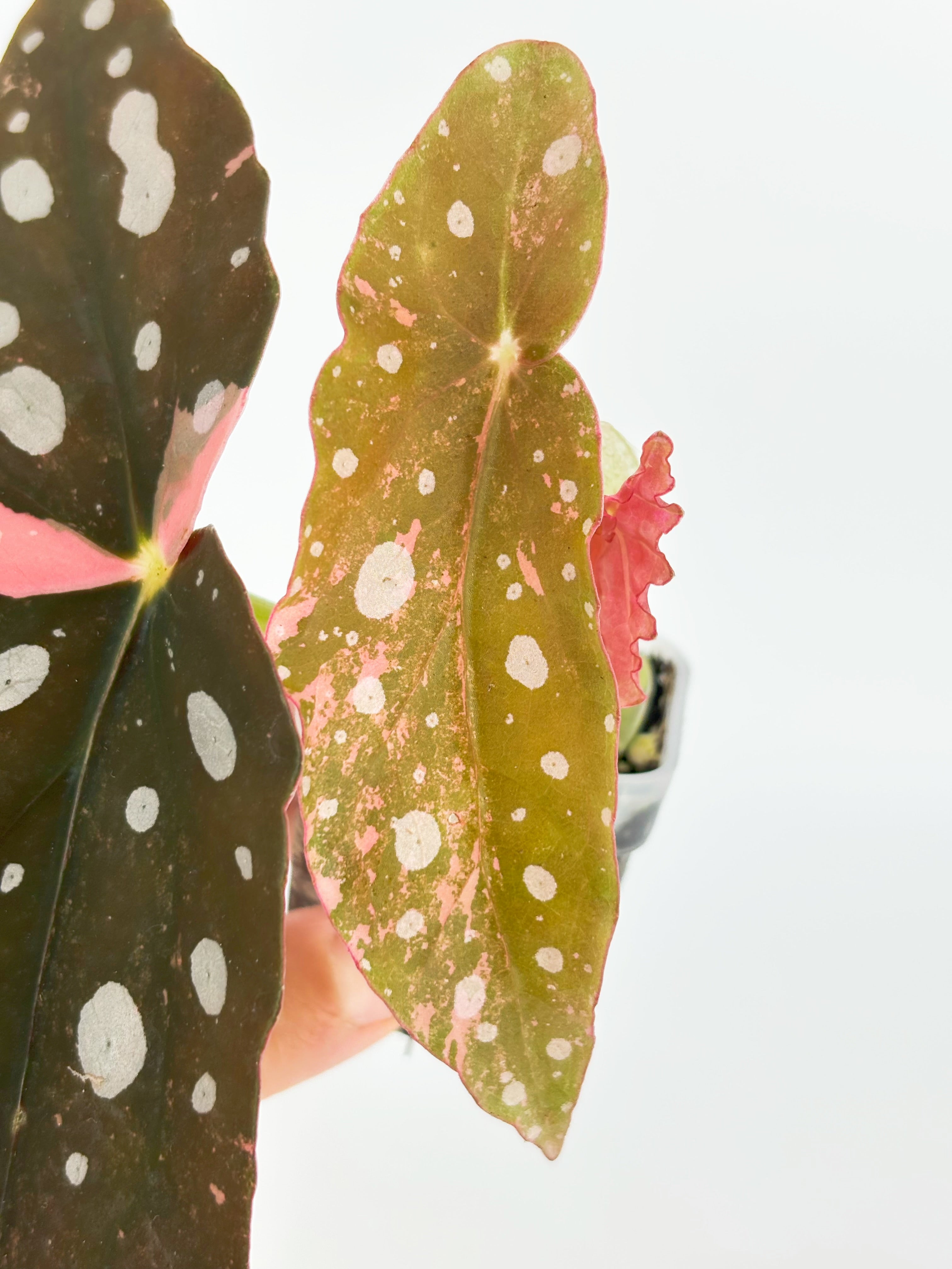 Begonia Maculata Pink@BC Warehouse