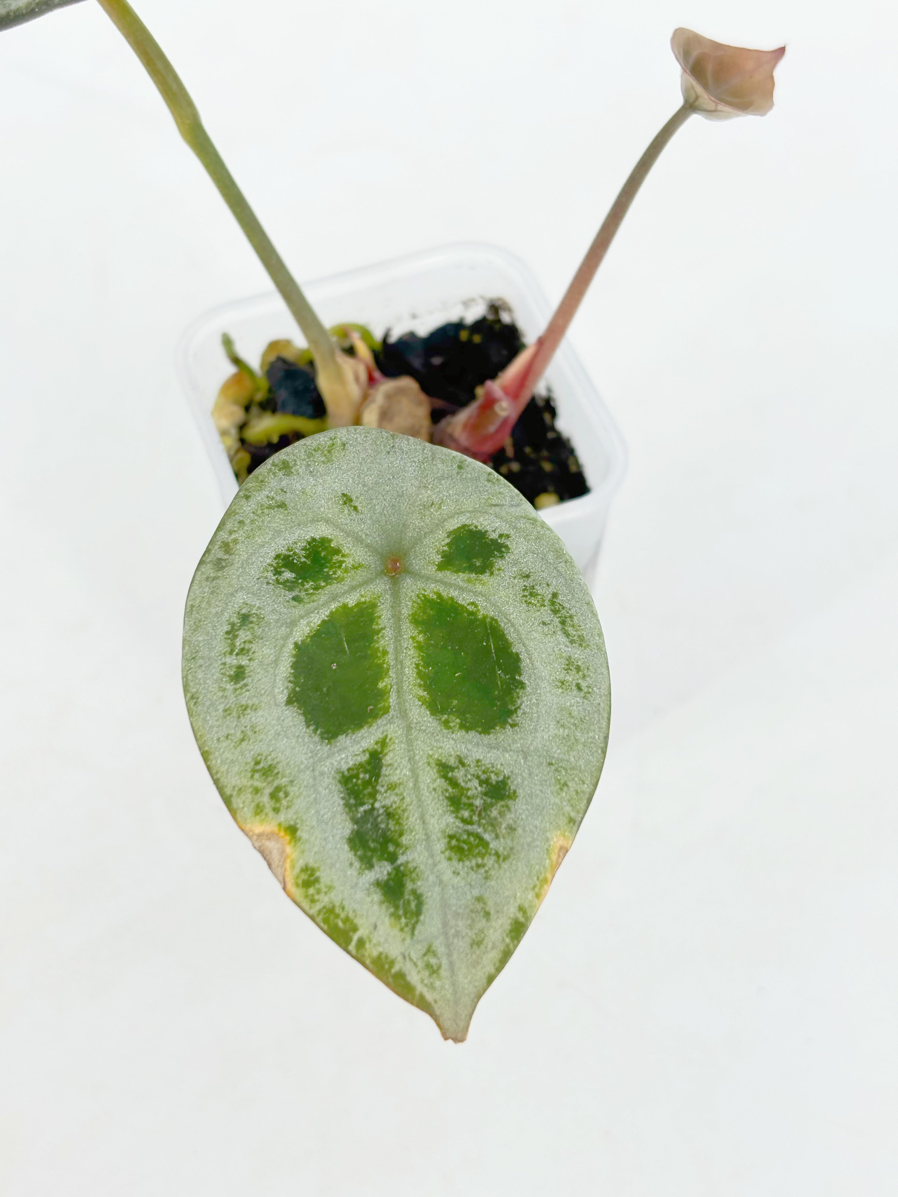 Anthurium Diamond Shield@BC Warehouse