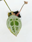 Anthurium Diamond Shield@BC Warehouse