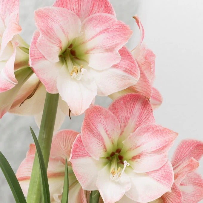 Planted Amaryllis Limited Edition
