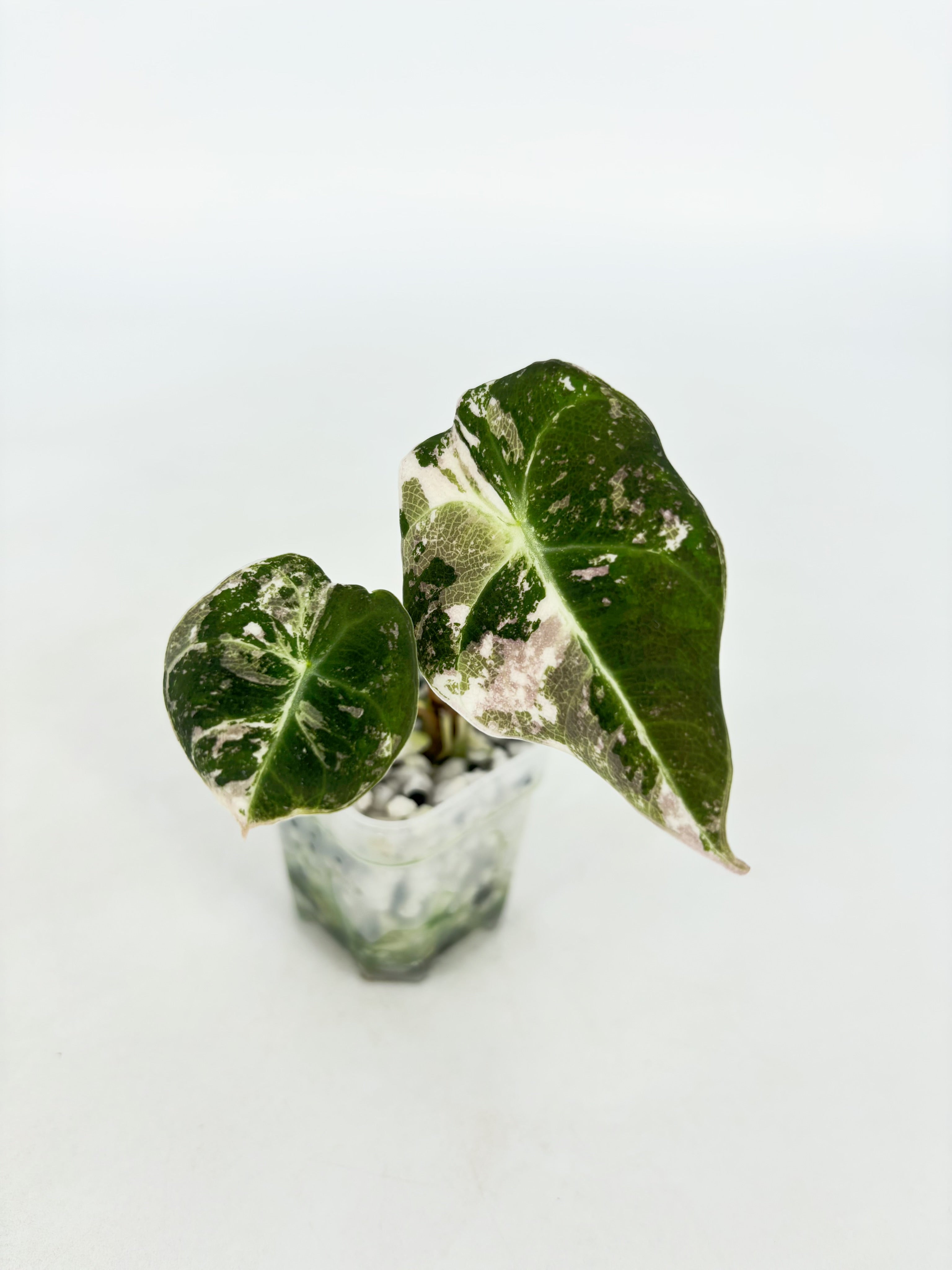 Alocasia Black Velvet Pink@BC Warehouse