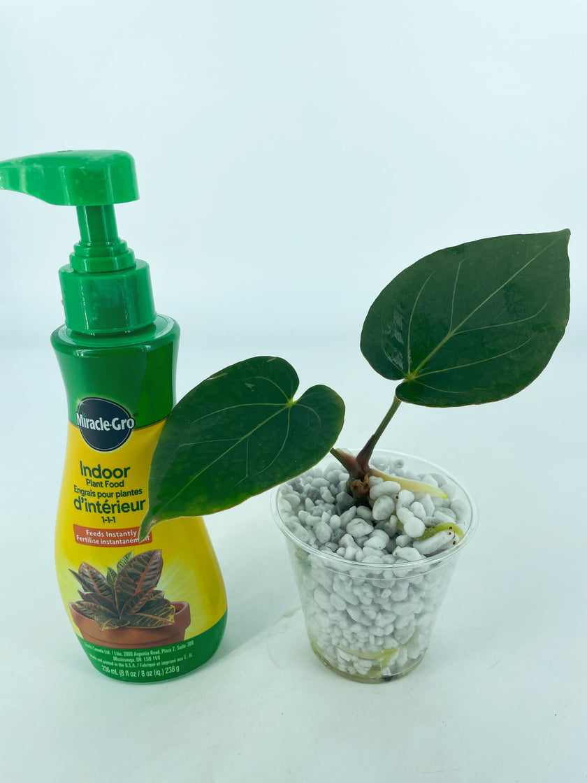 Anthurium King of Spades KOS