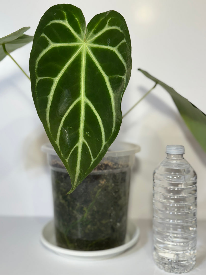 Anthurium Magnificum XL *Pick up and GTA Local Delivery Only*