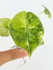 Alocasia Melo Aurea@BC Warehouse