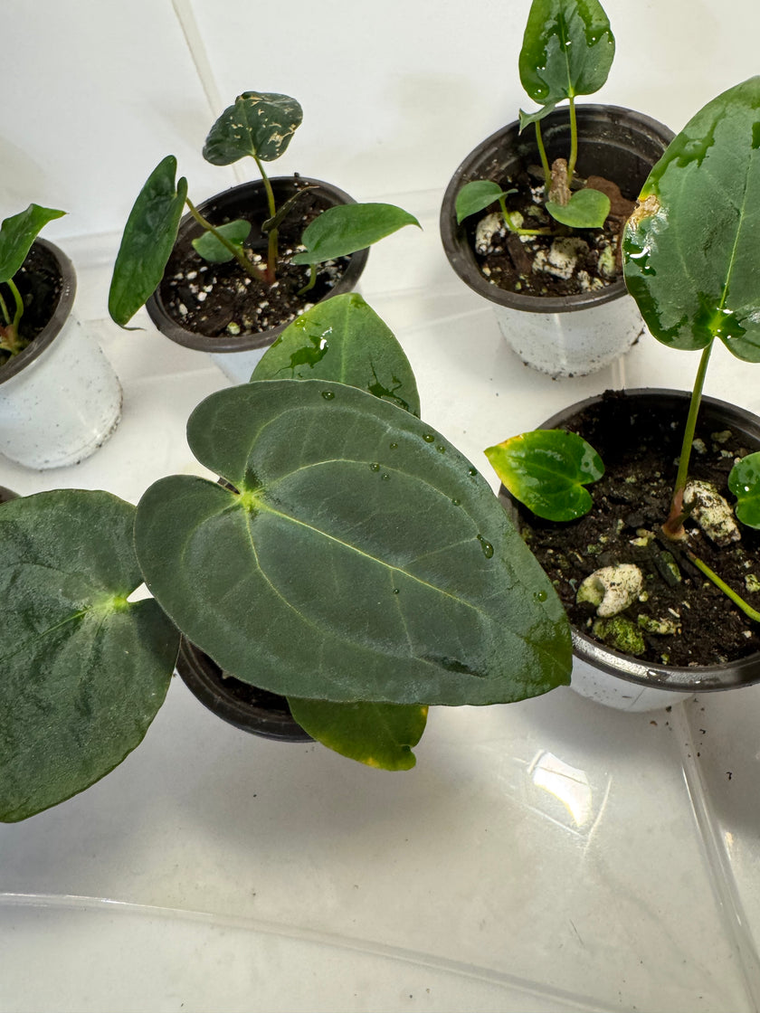Anthurium Papi FS x RL x Forgetii dark *Multiples Available Ramdom Selection*