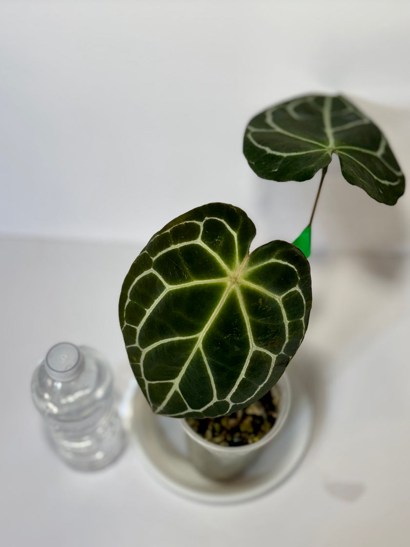 Anthurium Dark Crystallinum