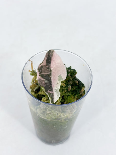 Alocasia Chantrieri Pink Variegated Pup@BC Warehouse