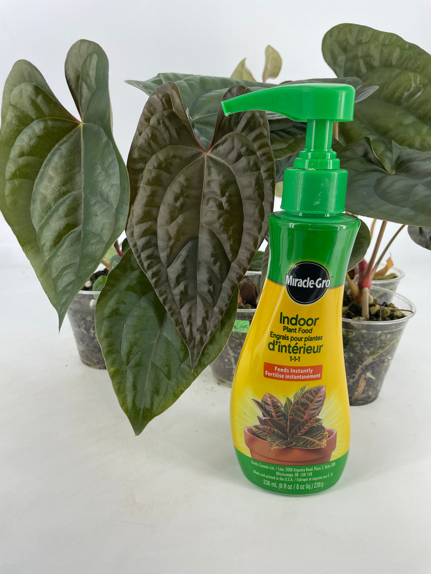 Anthurium Papi FS x RL x Luxurians *Multiples Available*