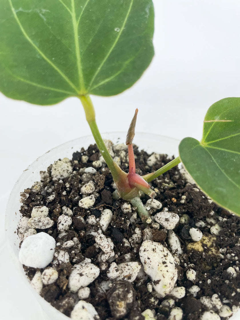 Anthurium King of Spades (KOS) *Multiple Available Random Selection*